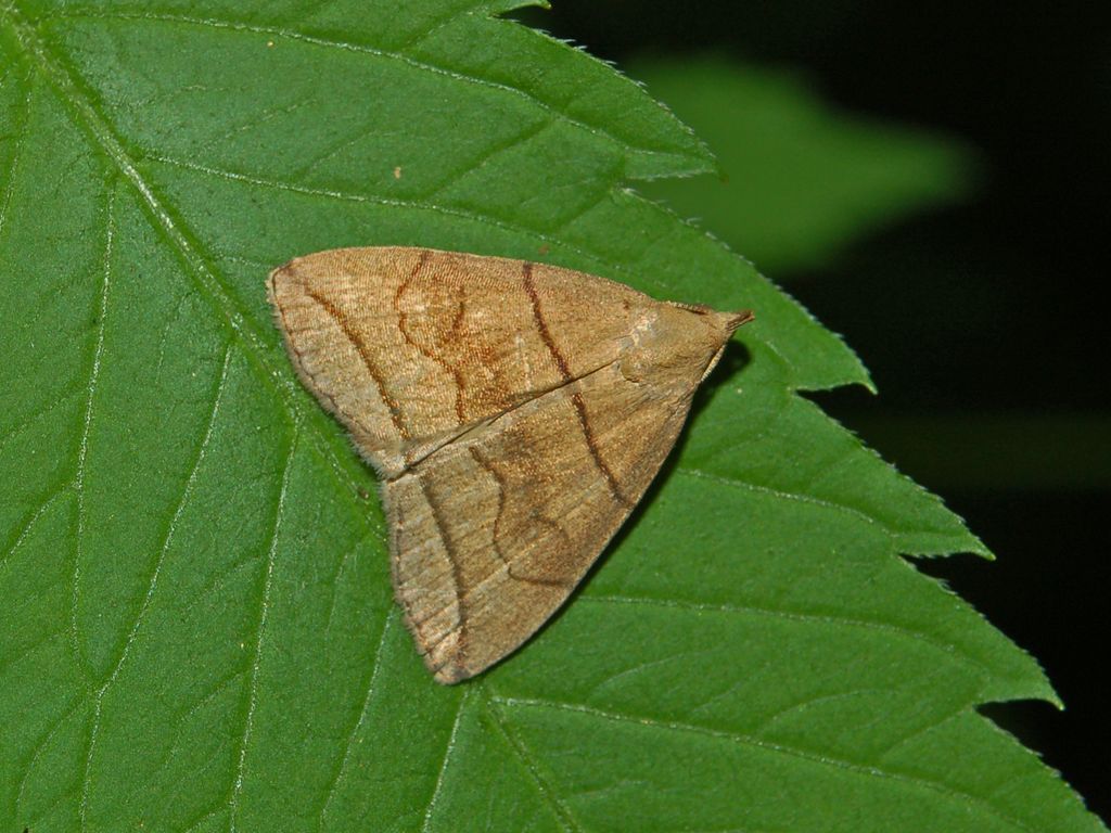 Herminia grisealis (Noctuidae) ?
